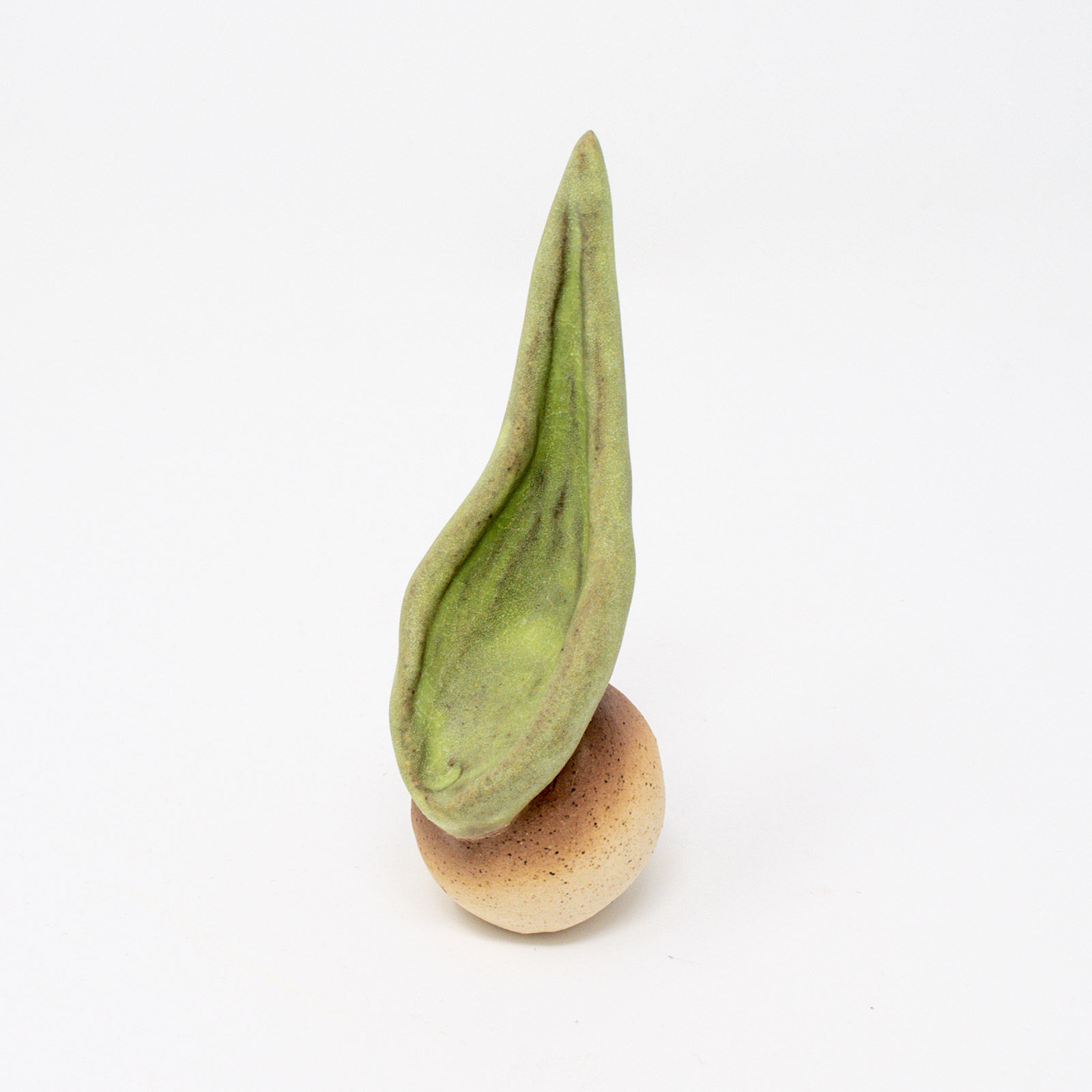 Tulip bulb product image
